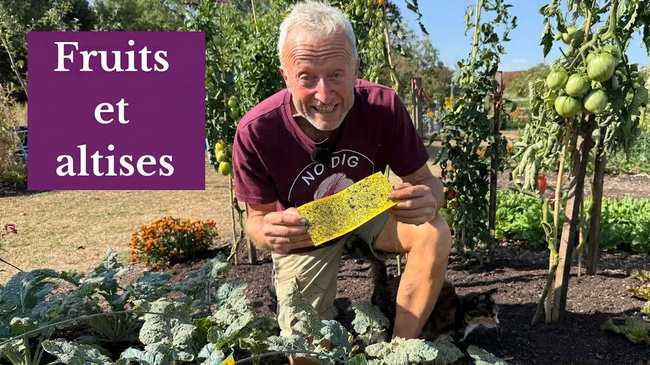 Visite du jardin en août : altises, fruits, sécheresse et potager sans labour