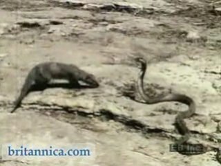 Cobra attaqué par une mangouste