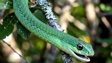 🐍🌿 You could be standing beneath this snake and never even notice it.