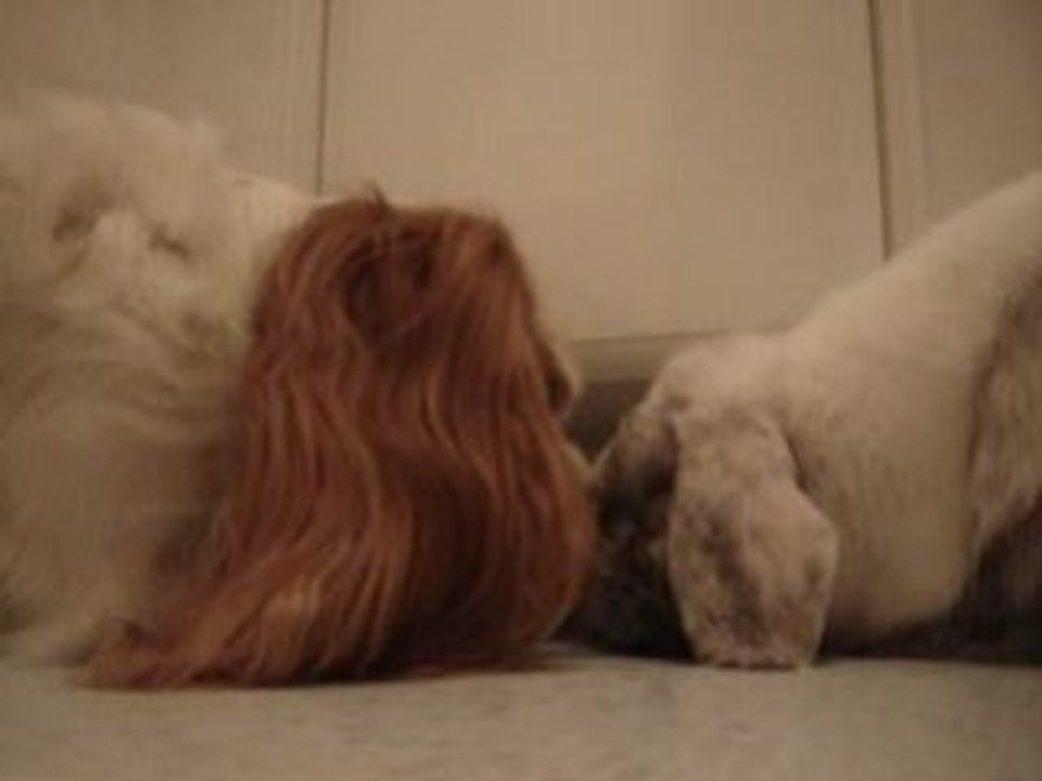 sdb : oooh un p'tit câlin