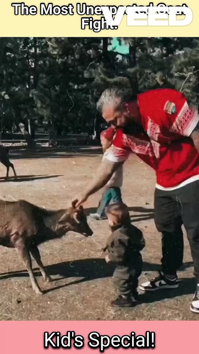 The most Unexpected Goat Fight | The funniest b...