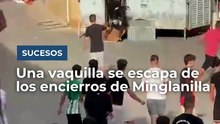 Una vaquilla se escapa de los encierros de Minglanilla