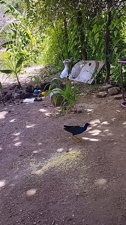 Galinha d água comendo milho