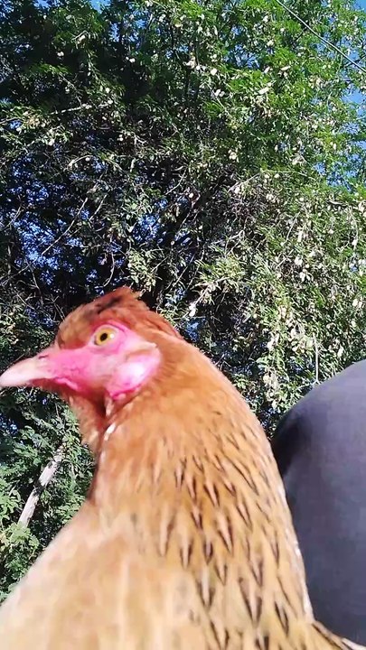 Galinha