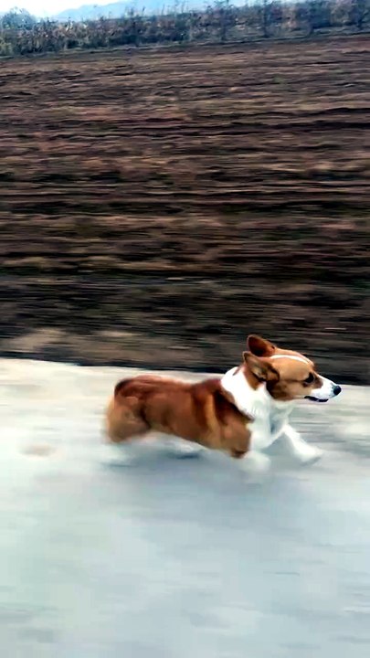 my dogs