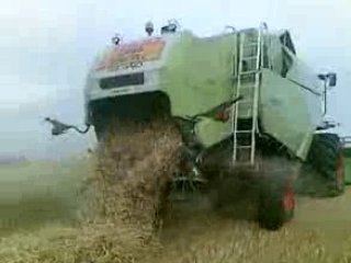 vidéo moisson escourgeons