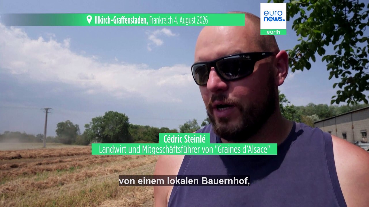 Trockenheit in Elsass: Bauern setzen auf Hülsenfrüchte