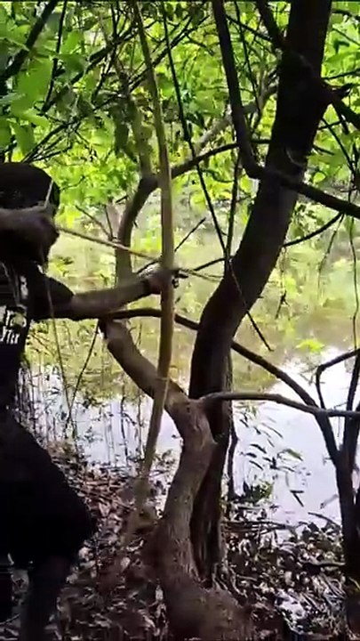 Hunting Fish at the Jungle.