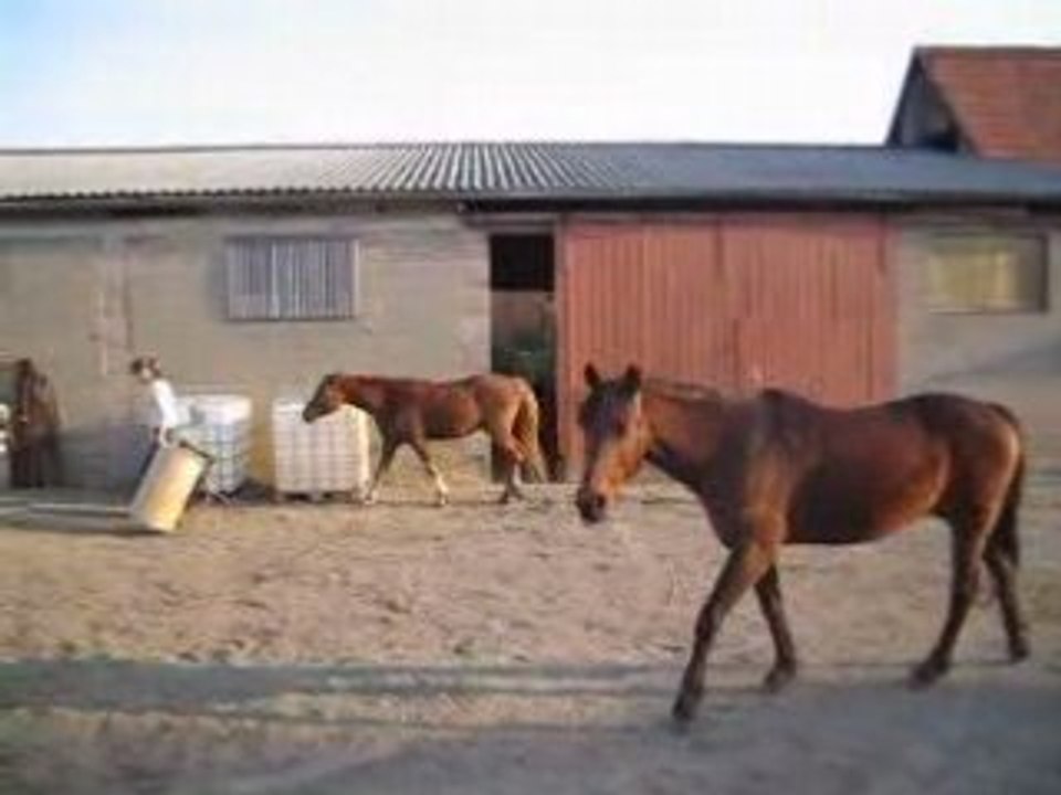 sheitan et kazan:l'appel du ventre