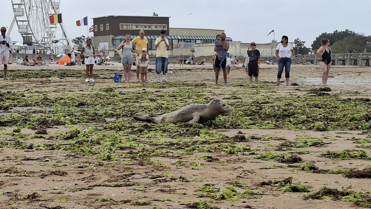 Un bébé phoque sur la plage de Courseulles-sur-Mer