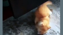 Meowing kittens