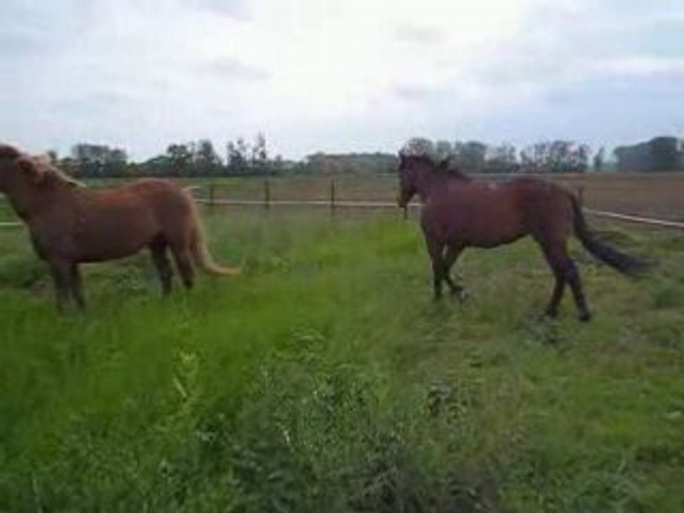 sheitan et kazan:sortie au pré