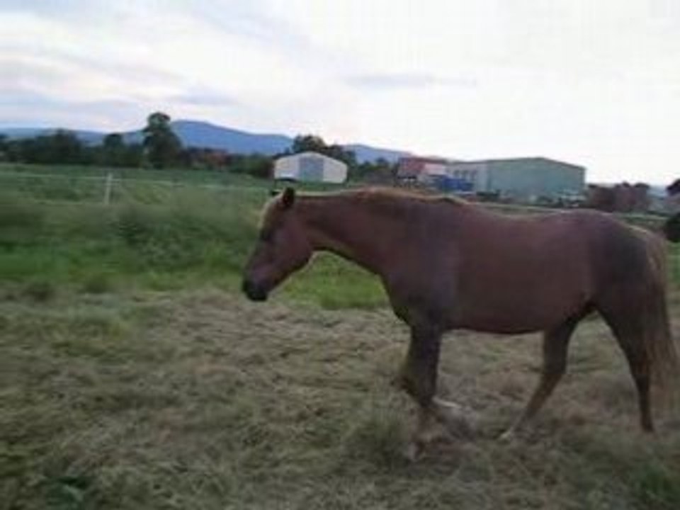 sheitan et kazan/QUELLE MOTIVATION