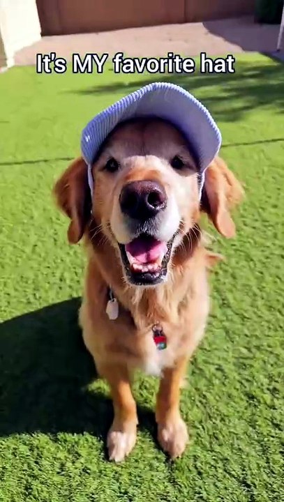 Adjustable Pet Baseball Cap – Wind & Sun Protection for Dogs 🐾🧢