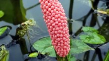 Gerombolan telur keong siput menetas
