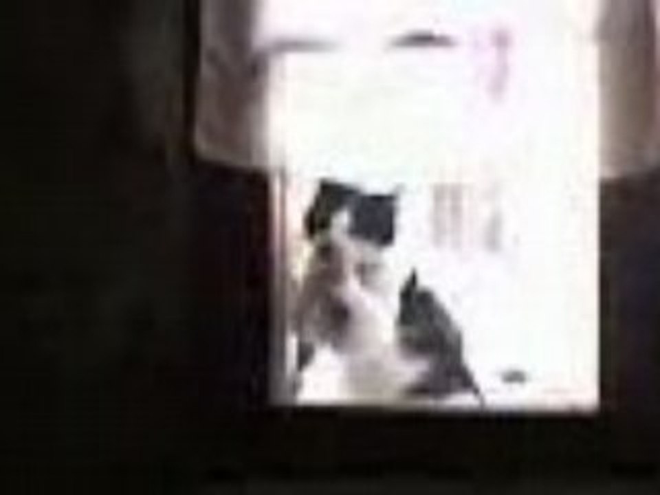 Panpan prie a cugnaux