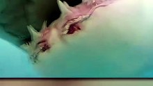 ¿Te has preguntado cómo están hechos los dientes de los tiburones?