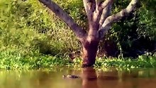 Breathtaking Safari Video Of A Wild Jaguar Leaping From A Tree Into Deep River Water To Ambush A Caiman