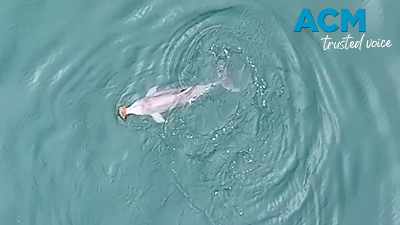 Rare footage shows dolphins using sea shells to...