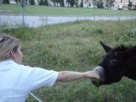 Âne, mon frère, ne vois-tu rien venir ?