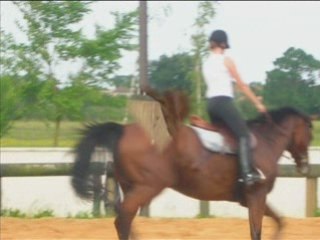 Hommage à toi cheval de mes reves qui me manque