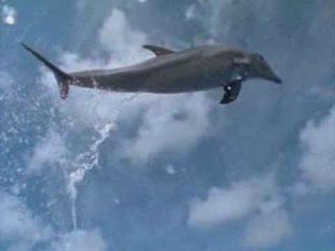 National Geographic Les Dauphins.1