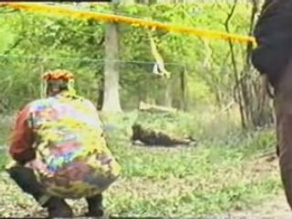 Ligue Idf 1996 Tigres Vs House Of Paint