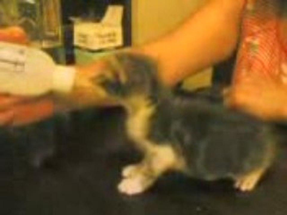 Kedi 2[90601]