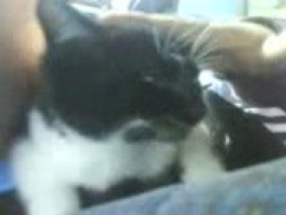 Chat