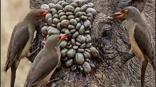 The perfect alliance between birds and wild boars