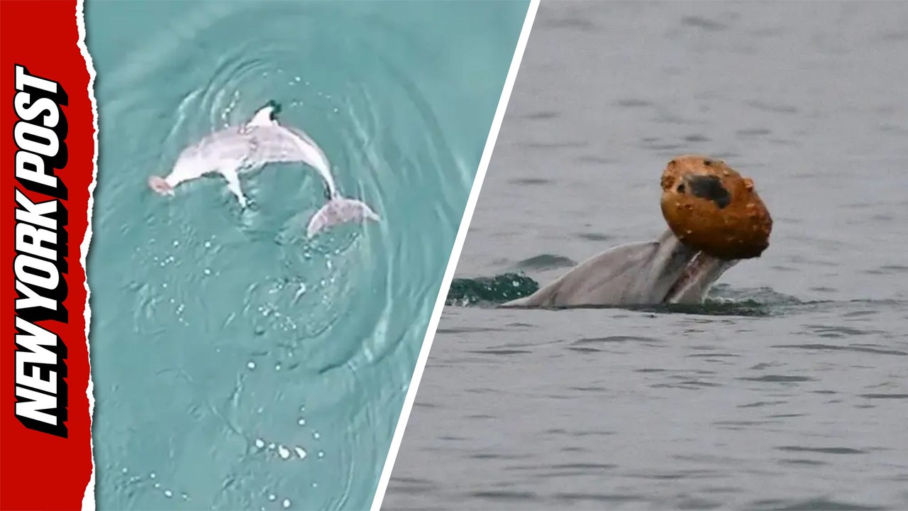 Scientists shocked as dolphins filmed using she...