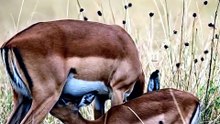Breastfeeding young animals