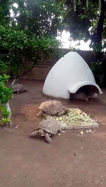 turtle