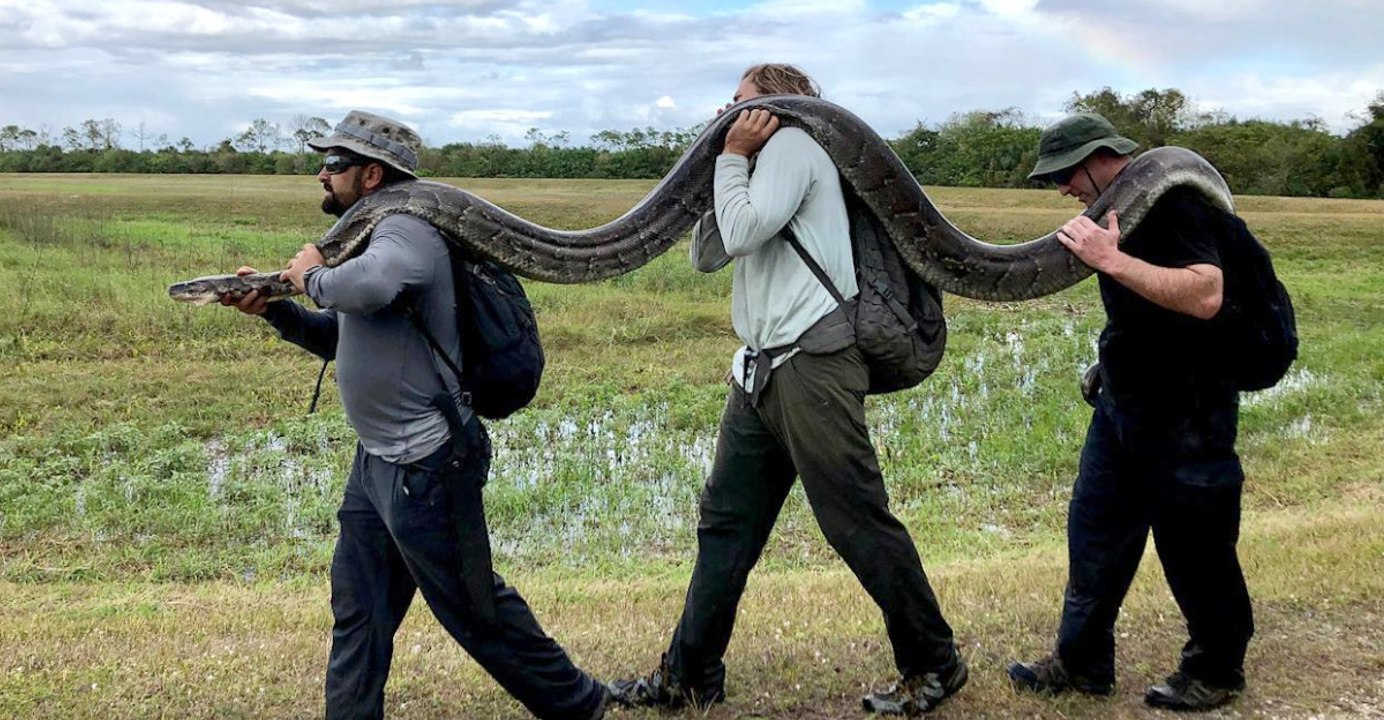 Florida Sets Record for Invasive Python Removals