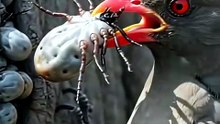 Oxpecker on an Elephant
