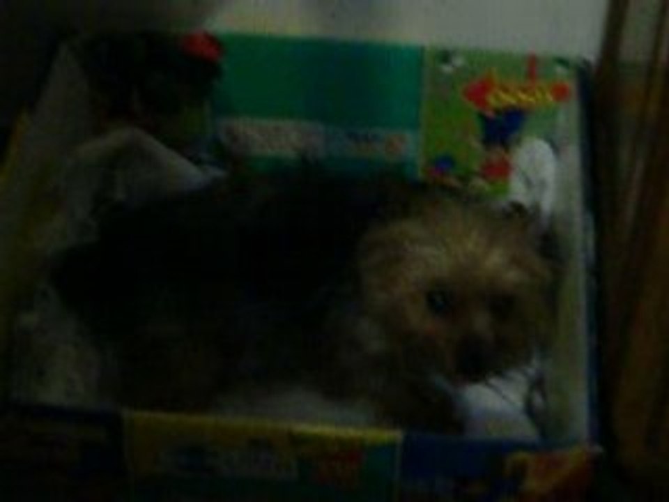 Sofia ha le doglie (2)