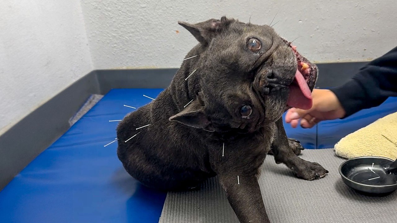 Chasing Squirrels Helped This Frenchie Walk Again
