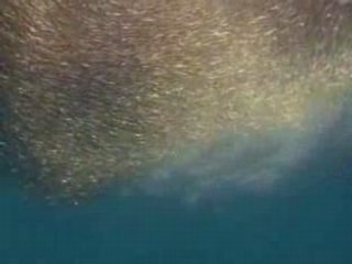 National Geographic Les Dauphins.4