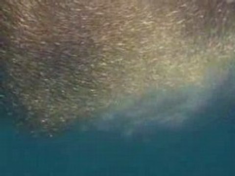 National Geographic Les Dauphins.4