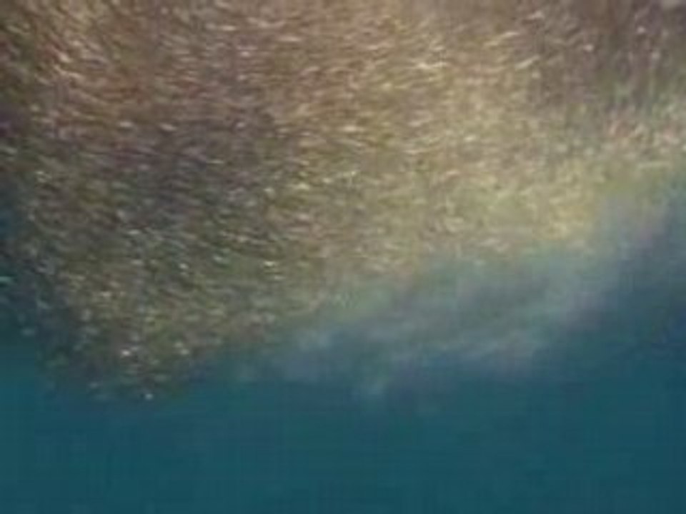 National Geographic Les Dauphins.4