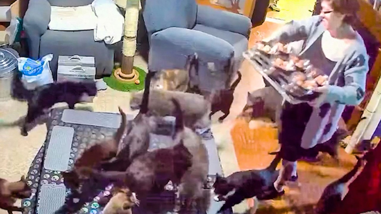 Couple Buys House... Discovers 43 Cats Living There
