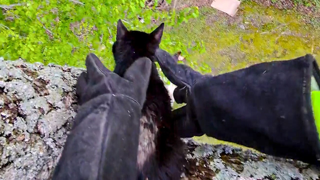 Entire Neighborhood Rallies To Rescue Missing Cat