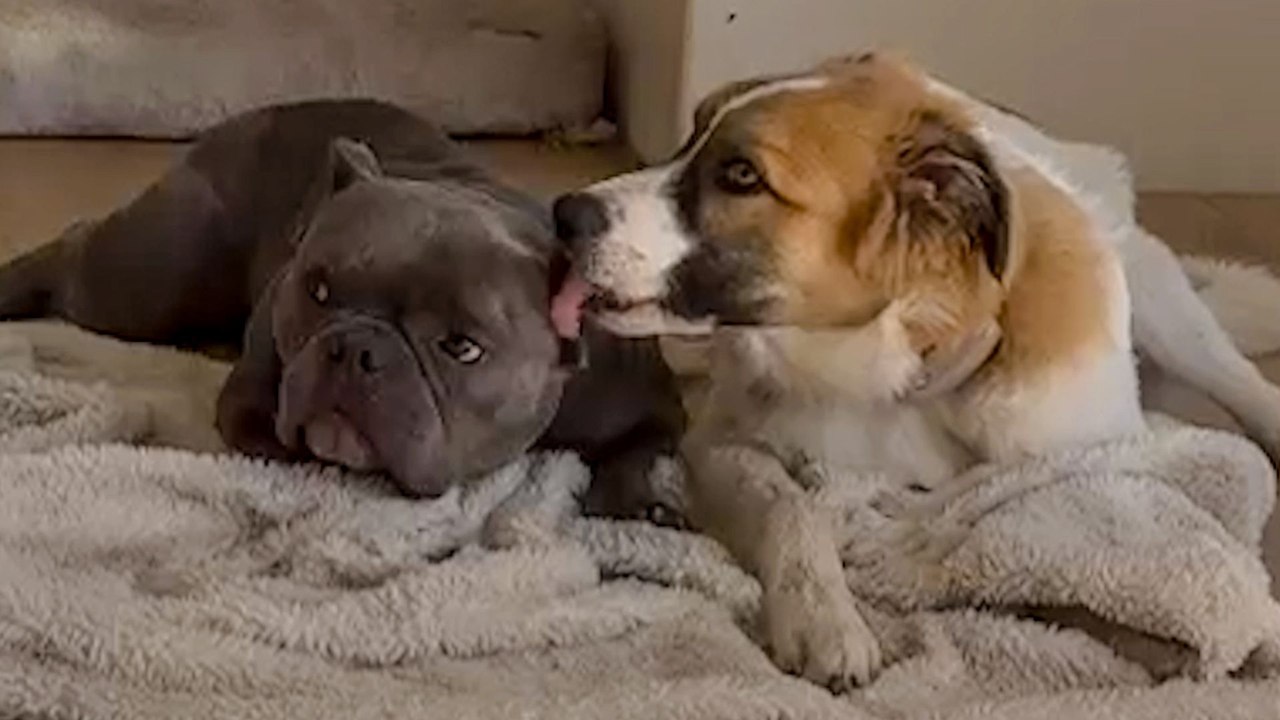 Foster Puppy Refuses To Leave Injured Dog's Side