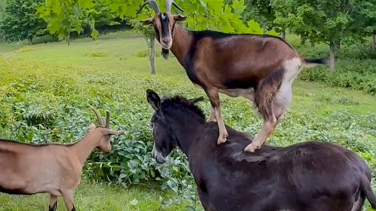 Goat Uses Her Donkey BFF To Reach Her Favorite Snacks