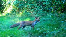 What's hiding in the tall grass? / Relaxing Nature & Wildlife Video / Browning Trail Camera Footage
