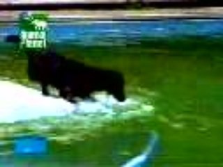 Le chien le plus intelligent du monde !