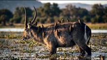Thousands of Ticks Covered This Waterbuck Until the Birds Arrived