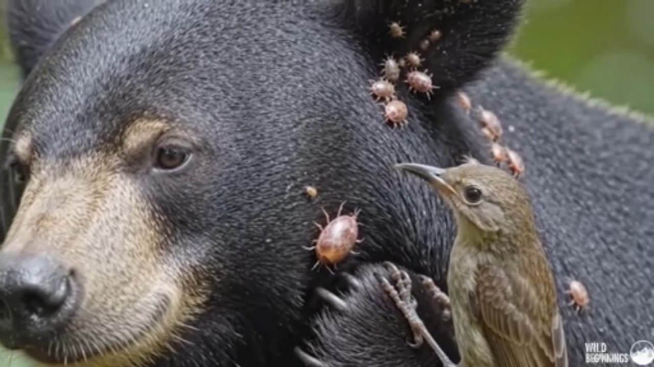 This Bird Found Something Hidden on a Sun Bear