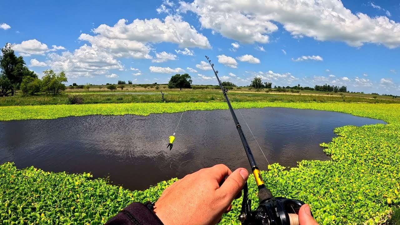 PESCA Y AVENTURA en Arroyito Increíble 🎣😱 Pesca de Tarariras y Mojarras Grandes con Mojarrero