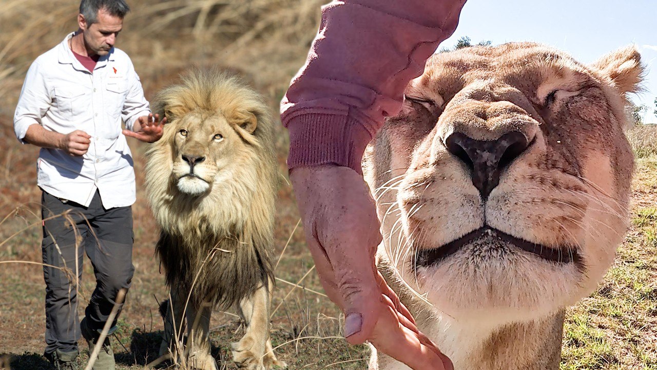 LION Sisters Walk with Kevin! | The Lion Whisperer
